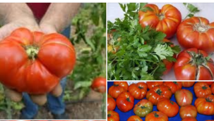 KOYULHİSAR DOMATESİ COĞRAFİ İŞARETİ (TÜRKPATENT) BELGESİNİ ALDI..