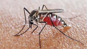 Özellikle yazları yaşam kalitemizi bozan sivrisineklere karşı doğal çözümler