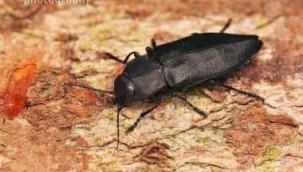 Pek hoş gözle bakmadığımız böcekler... 