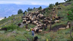 Şehre alışamayıp köyüne dönen besicinin 550 koyunluk sürüsü oldu