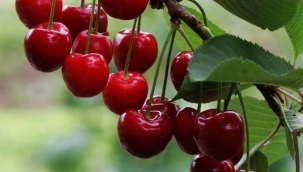  Soğuk insanların kalbide soğuk olur, toprakları kuru olur...