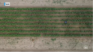 Tarımda yanlış sulamaya karşı drone destekli proje