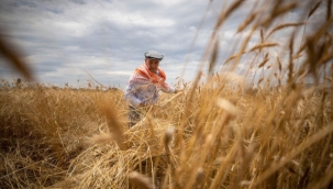 TMO Buğday-Arpa alım pirimi desteğine ilişkin karar Resmi Gazete'de yayımlandı