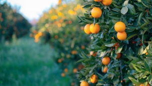 Yatırımın yönünü toprağa çevirdiler