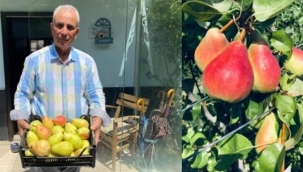 Bakın Bu Dev Armutlar Nasıl Oldu 