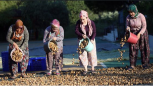 Dalında kuruyan incirde yüksek kalite bekleniyor