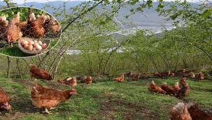 FINDIK ALTI YUMURTA TAVUKÇULUĞUNA HİBE DESTEĞİ!