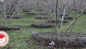FINDIK BAHÇELERİNE CEP TERAS KURULUMU HİBE DESTEĞİ!