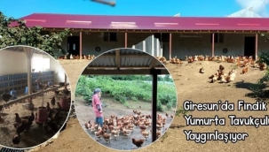 Giresun'da Fındık Altı Yumurta Tavukçuluğu Yaygınlaşıyor