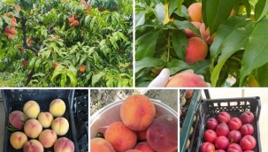 GÜZELİM EMEK, TABİBİM EMEK, LOKMANIM EMEK