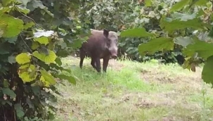 Kalabalık domuz sürüsünü gören işçiler ne yapacaklarını şaşırdı 