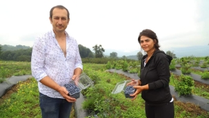 ORDU MAVİ YEMİŞTE İDDİALI 