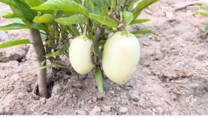 ORDU'YA YENİ BİR TARIMSAL ÜRÜN KAZANDIRILDI