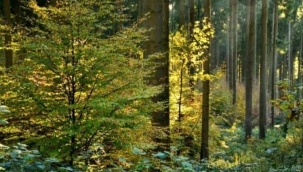 Ormancılıkda risklerin azaltılması için ağaç türleri yelpazesini genişletmeliyiz