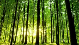 Ormancılıktaki ana zorluk nedir?