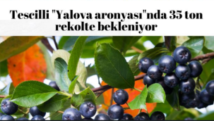 Tescilli "Yalova aronyası" nda 35 ton rekolte bekleniyor