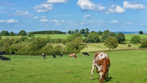 ZİRAAT BANKASI DAMIZLIK GEBE DÜVE ALIM KREDİSİ HAKKINDA BİLGİ