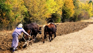 ZİRAATÇININ KADERİ 