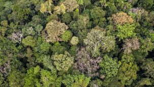 Bitki ve ağaçların hayatımızdaki önemi nedir?