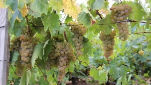 BU HAFTA ROTAMIZ GÖKÇELİ BELDESİ BAĞ BOZUMUNDA