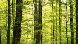 Doğaya yakın silvikültür, doğal gençleştirme ve ağaç türü seçimi