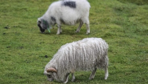 İNSANDAN FAZLA KOYUNUN YAŞADIĞI ÜLKE: FAROE ADALARI 