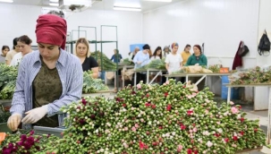 Kraliçe Elizabeth'in cenazesi için Türkiye'den 1,5 milyon dal karanfil 