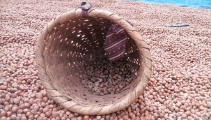 ÜÇ AYRI FINDIK FİYATI