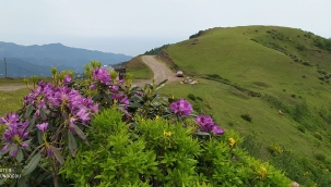 Bitkileri daha kolay tanıyabilmeniz için isimleriyle birlikte bazı yaprak şekilleri;