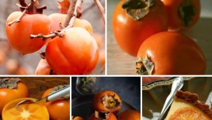 CENNET HURMASI " Trabzon Hurması"