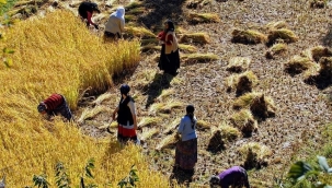 Çoruh'un Çeltikleri