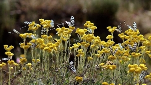 Ebedi Gençlik Bitkisi
