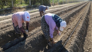 Efeler'in şevketi bostanları ikinci kez toprakla buluştu