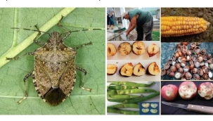 FINDIK ÜRETİCİLERİNİN DİKKATİNE SUNARIM