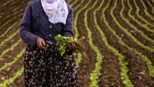 Geleneksel (yaygın) bitkisel üretime yönelik teşvik paketi yayınlandı...