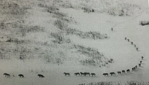 Harika Bir "Bilgi Serisi" flood!u...