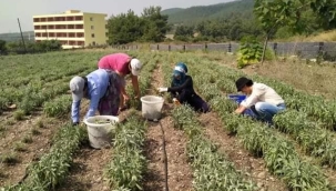 KEKİK Mİ KOKALIM ADAÇAYI MI ?