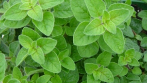 Kekik Üzerine Yapılan/Açıklanmayan Araştırmalar 