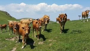 Neden? Neden? Neden?... 