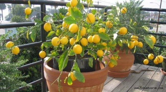 Salonda ve balkonda limon ağacı yetiştirmek için bilmemiz gerekenler