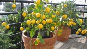 Salonda ve balkonda limon ağacı yetiştirmek için bilmemiz gerekenler
