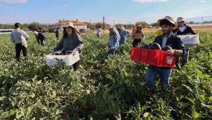 Tarım ve Orman Bakanlığının yürüttüğü Gönüllü Hasat Projesi'ne katılan ziraat fakültesi öğrencileri...