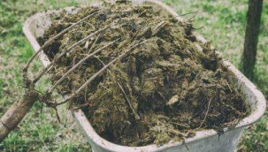 Toprağa ahır gübrelerini verirken; neler yapılmalı 