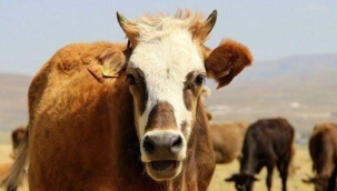 YERLİ IRKLAR MI, İTHAL IRKLAR MI?