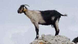 YÖRÜĞÜN METEOROLOJİSİ