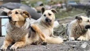 Çağımızda kuduzdan ölen bir çocuğun olması utançtır!