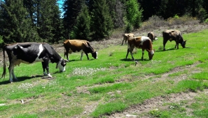 Çitçiler ve besiciler; Tarım, Gıda ve Emekçiler Sempozyumu'nda, yaşadıkları sorunları anlattı