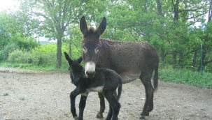 EŞEK DEYİP GEÇMEYİN