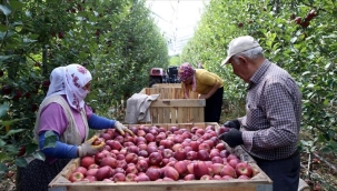 Kayseri'de ülkelerin damak tadına göre elma üretiliyor