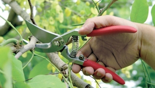 Kışa girerken budama nasıl olmalı?